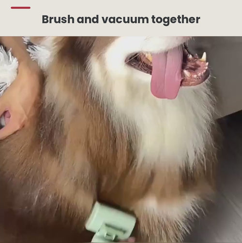 GroomPro demo: brushing and vacuuming loose fur from a dog and cat in one pass